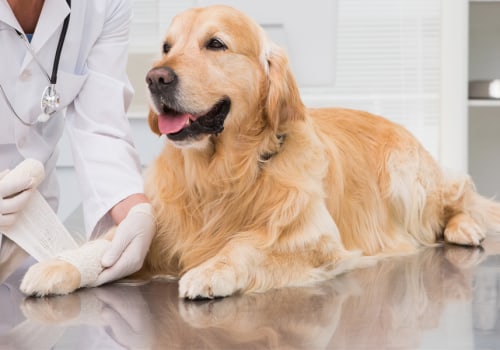 The 7 Essential Steps for Effective Wound Management